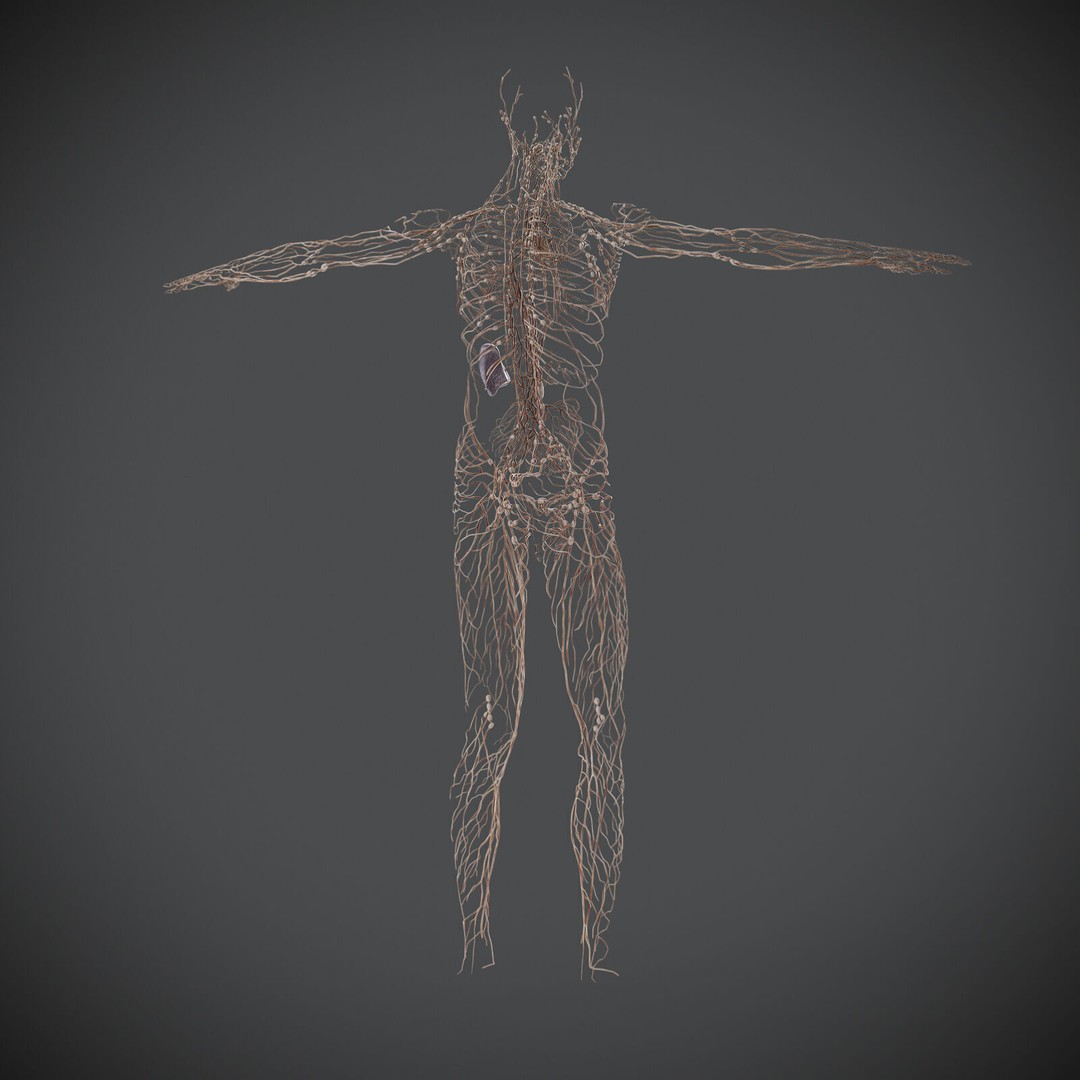 Human Male Lymphatic Anatomy 3D Model – Detailed Anatomically Accurate FBX - View 11
