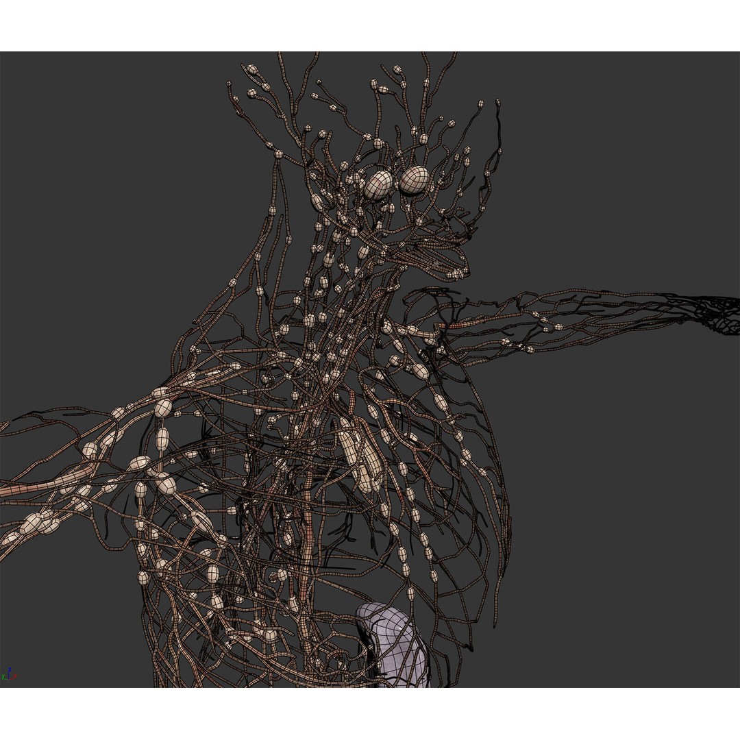 Human Male Lymphatic Anatomy 3D Model – Detailed Anatomically Accurate FBX - View 12