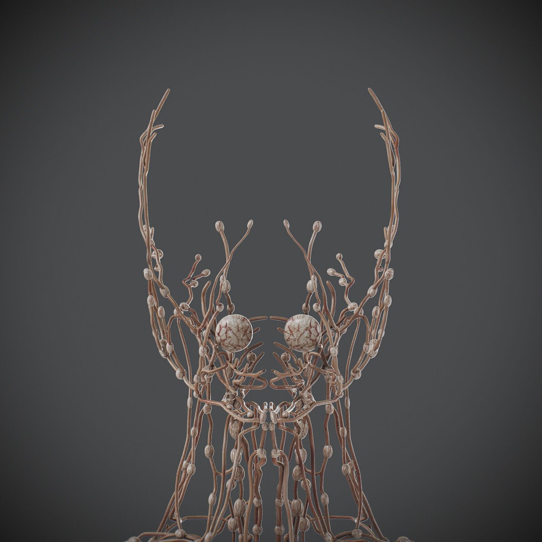 Human Male Lymphatic Anatomy 3D Model – Detailed Anatomically Accurate FBX - View 13