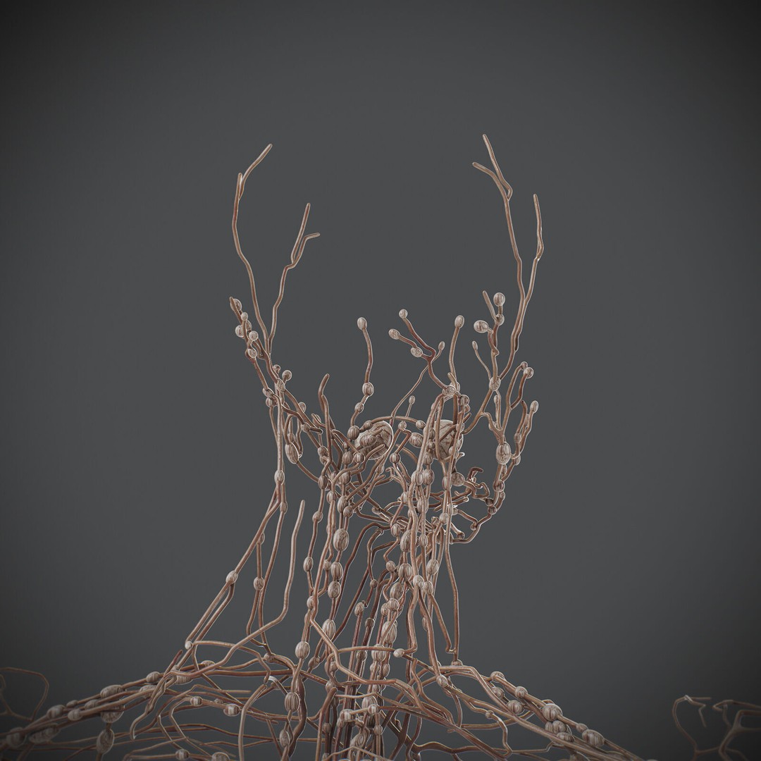 Human Male Lymphatic Anatomy 3D Model – Detailed Anatomically Accurate FBX - View 14