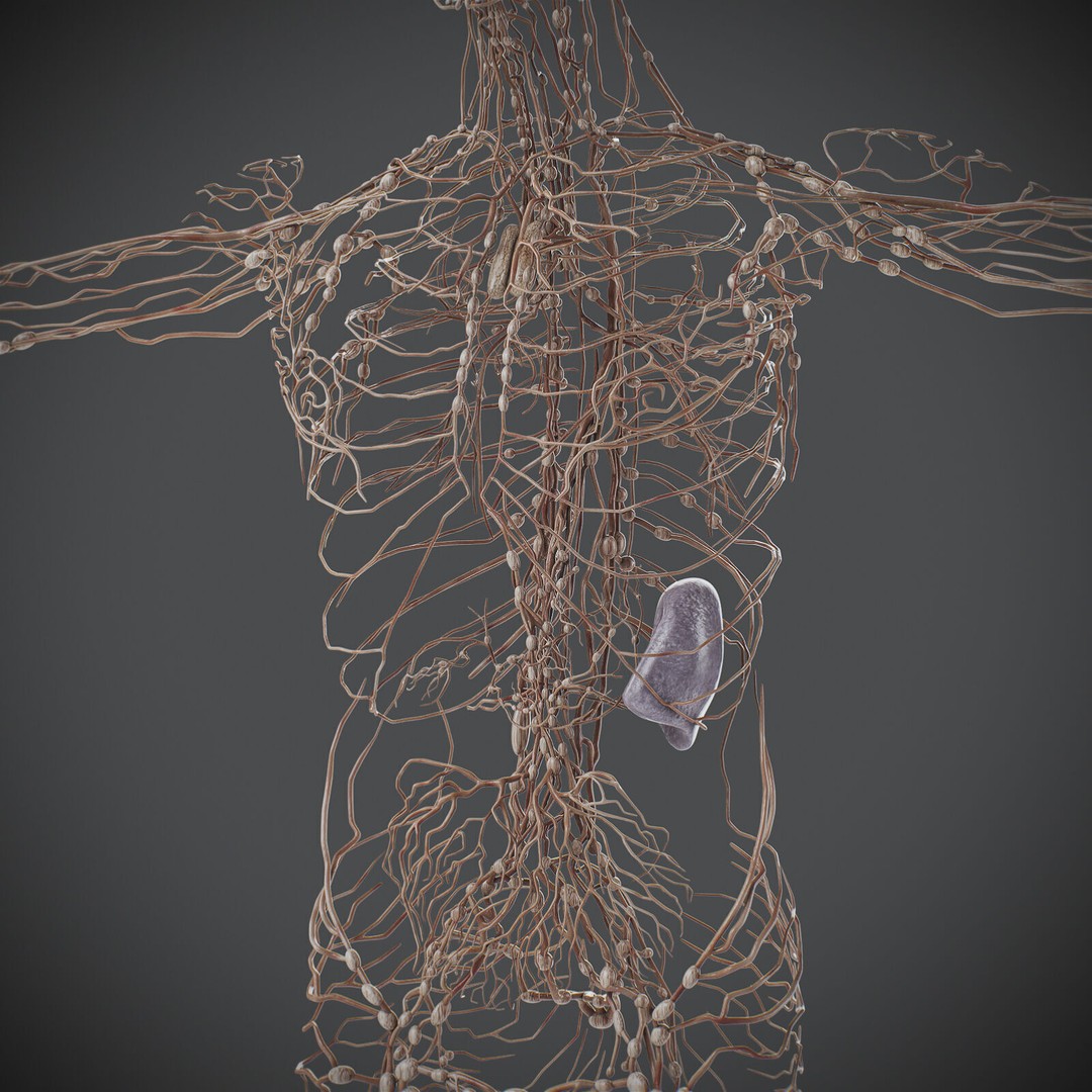 Human Male Lymphatic Anatomy 3D Model – Detailed Anatomically Accurate FBX - View 16