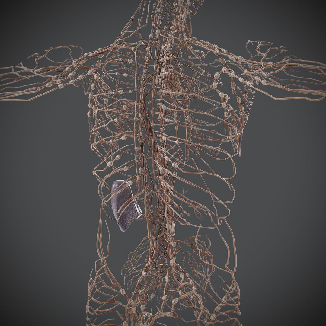 Human Male Lymphatic Anatomy 3D Model – Detailed Anatomically Accurate FBX - View 17