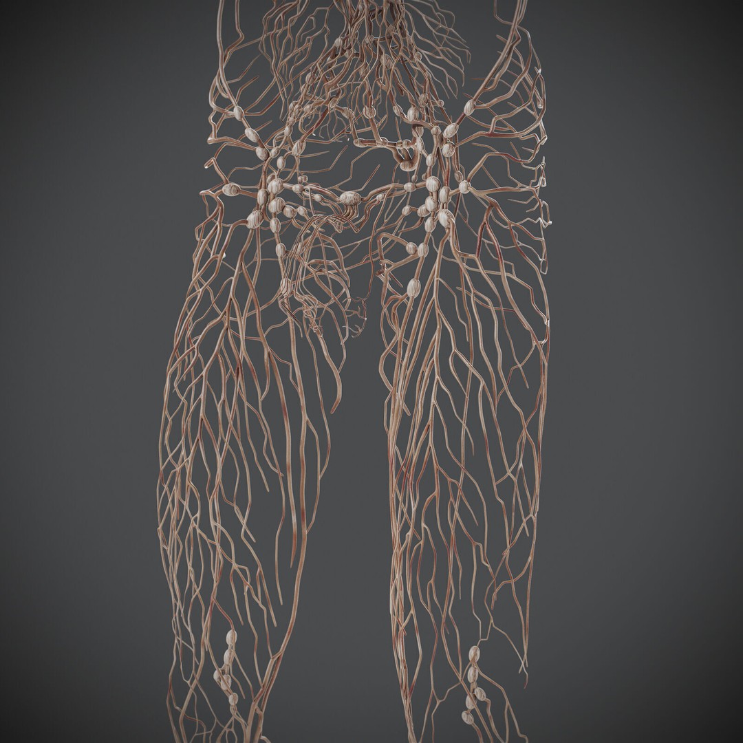 Human Male Lymphatic Anatomy 3D Model – Detailed Anatomically Accurate FBX - View 18