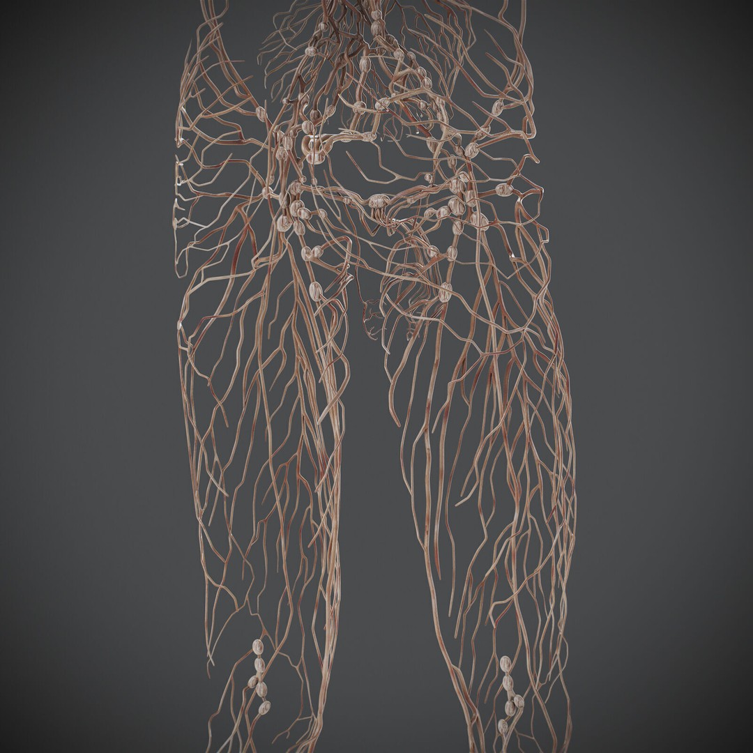Human Male Lymphatic Anatomy 3D Model – Detailed Anatomically Accurate FBX - View 19