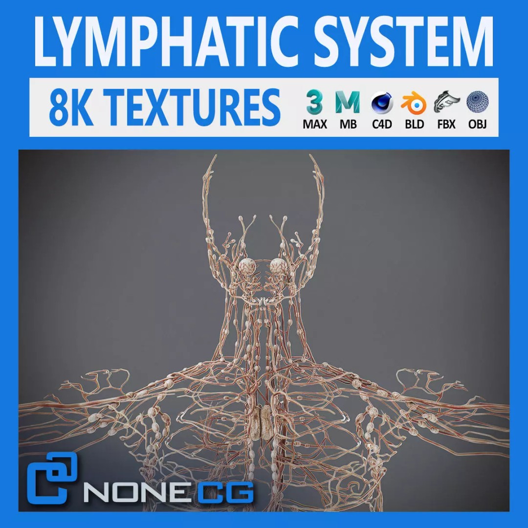 Human Male Lymphatic Anatomy 3D Model – Detailed Anatomically Accurate FBX - View 2