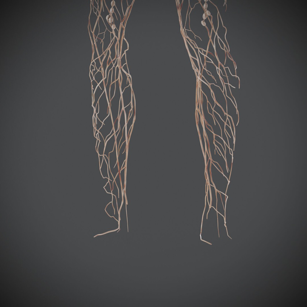 Human Male Lymphatic Anatomy 3D Model – Detailed Anatomically Accurate FBX - View 20