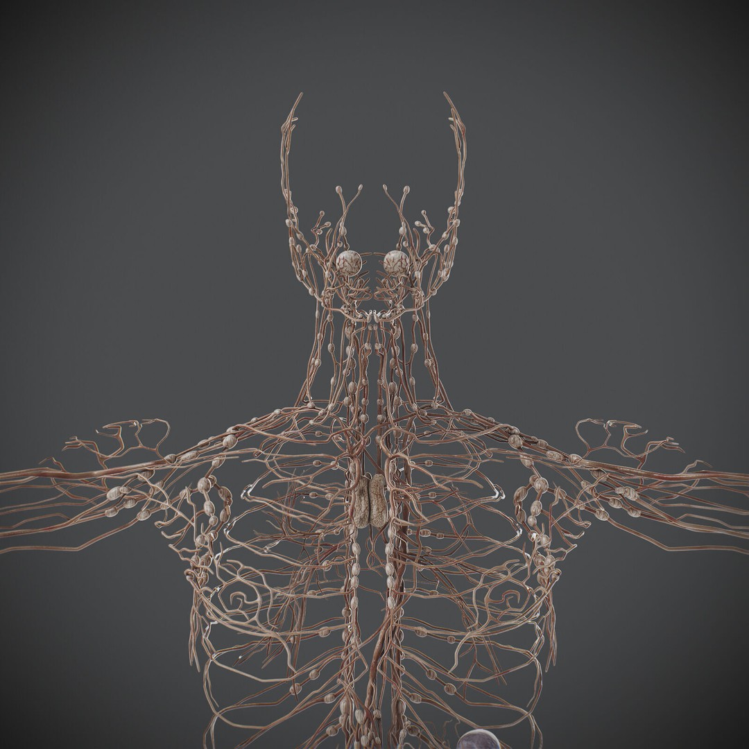 Human Male Lymphatic Anatomy 3D Model – Detailed Anatomically Accurate FBX - View 3