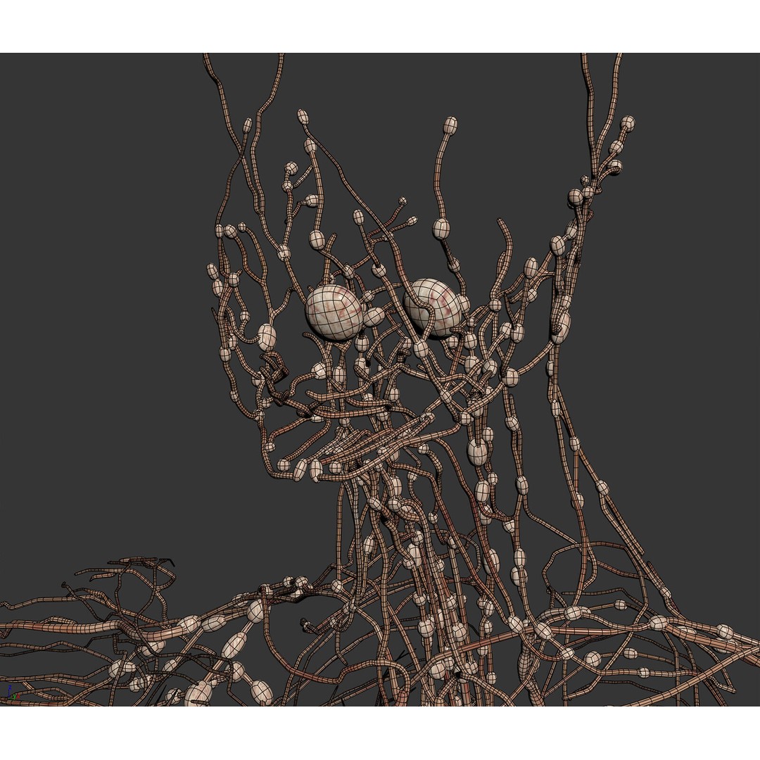 Human Male Lymphatic Anatomy 3D Model – Detailed Anatomically Accurate FBX - View 4