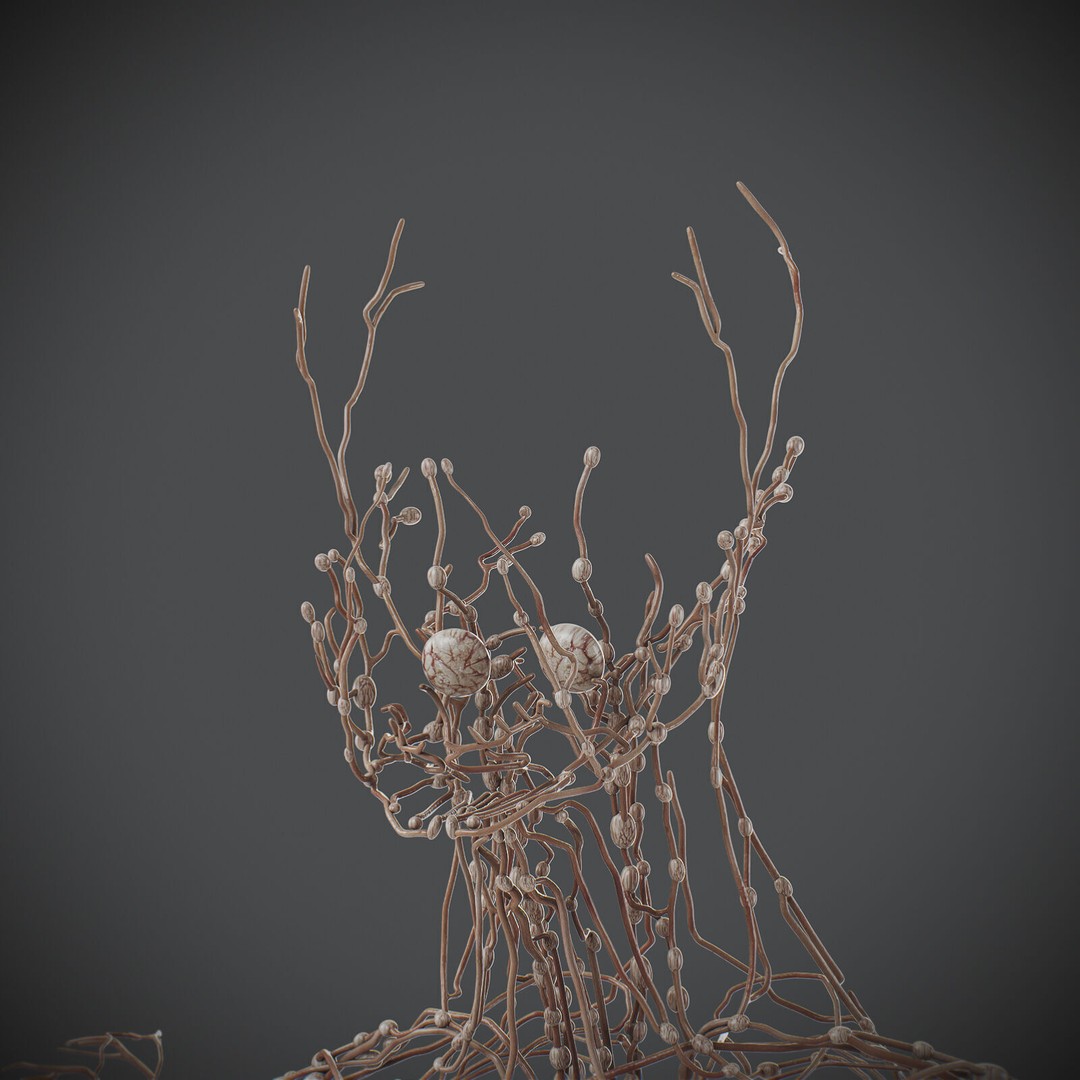 Human Male Lymphatic Anatomy 3D Model – Detailed Anatomically Accurate FBX - View 5