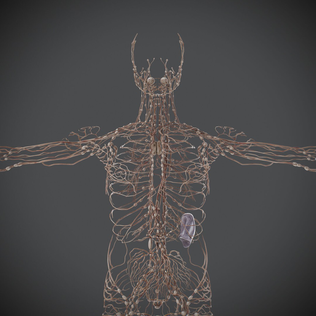 Human Male Lymphatic Anatomy 3D Model – Detailed Anatomically Accurate FBX - View 6