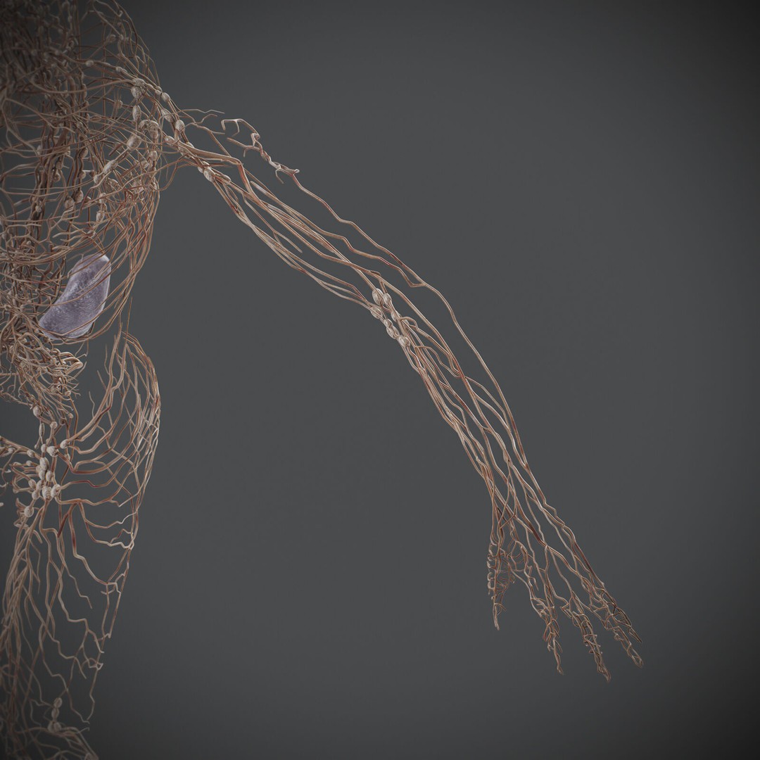 Human Male Lymphatic Anatomy 3D Model – Detailed Anatomically Accurate FBX - View 7