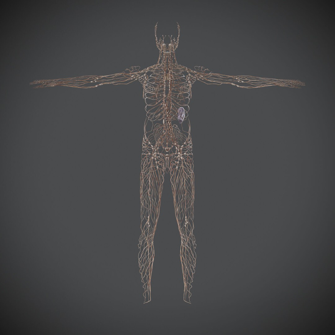 Human Male Lymphatic Anatomy 3D Model – Detailed Anatomically Accurate FBX - View 8