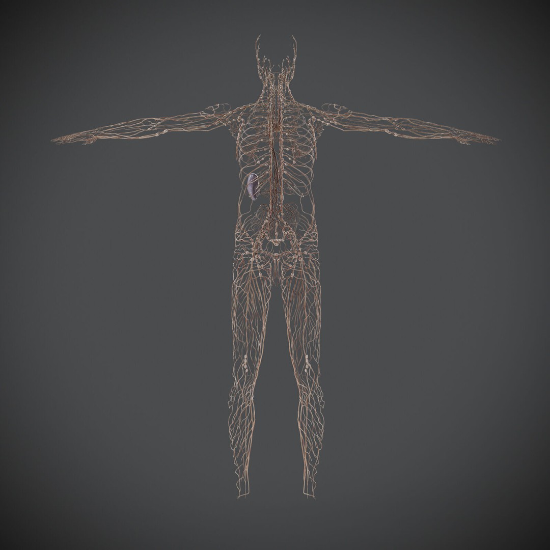 Human Male Lymphatic Anatomy 3D Model – Detailed Anatomically Accurate FBX - View 9