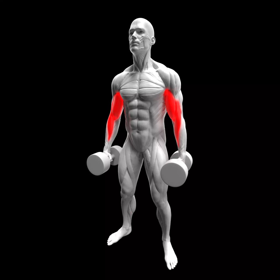 Biceps Dumbbell Hammer Curl 3D Model – Animated Rigged Character, FBX - View 2