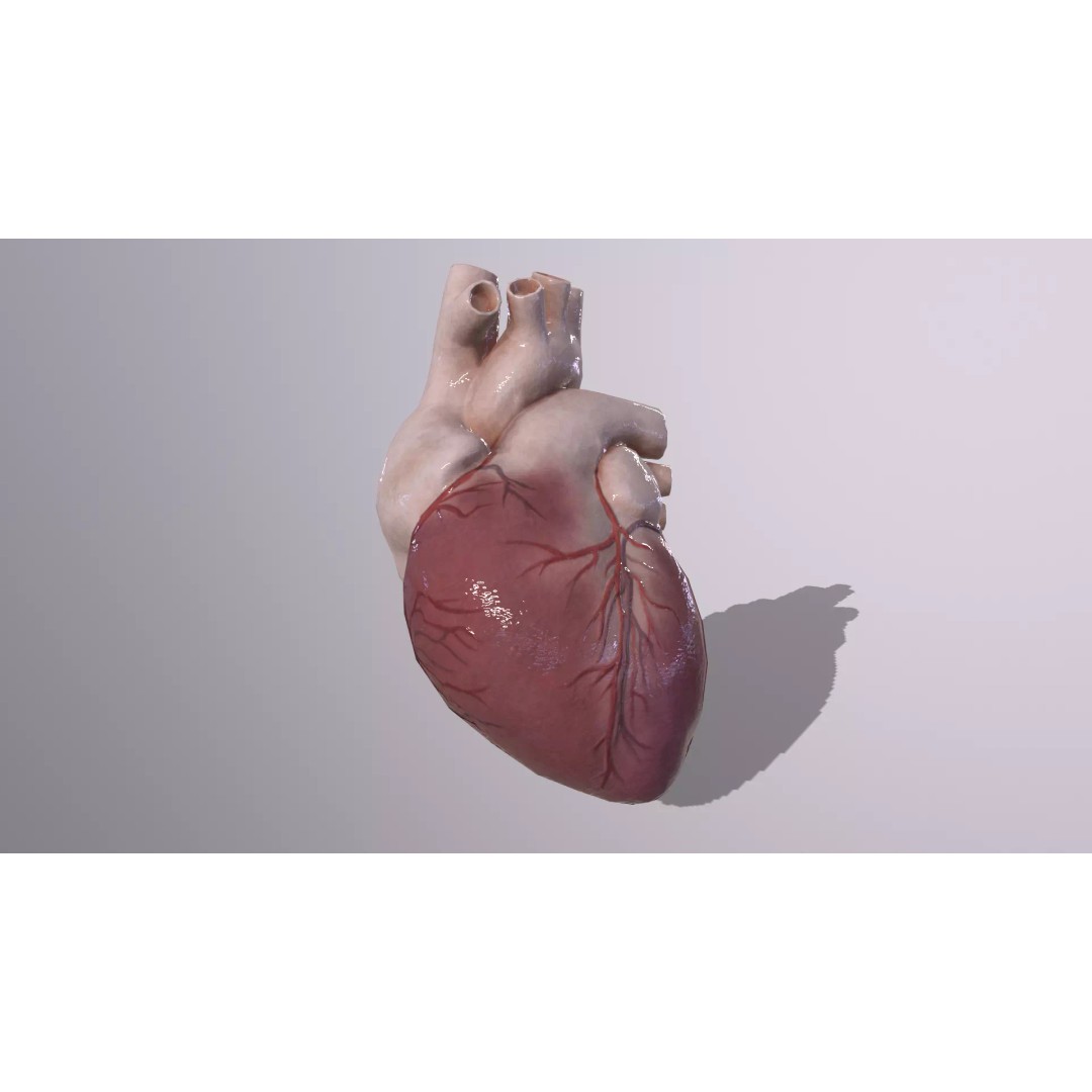 Heart 3D Model – Low Poly Anatomy Asset for VR/AR, FBX, OBJ - View 10