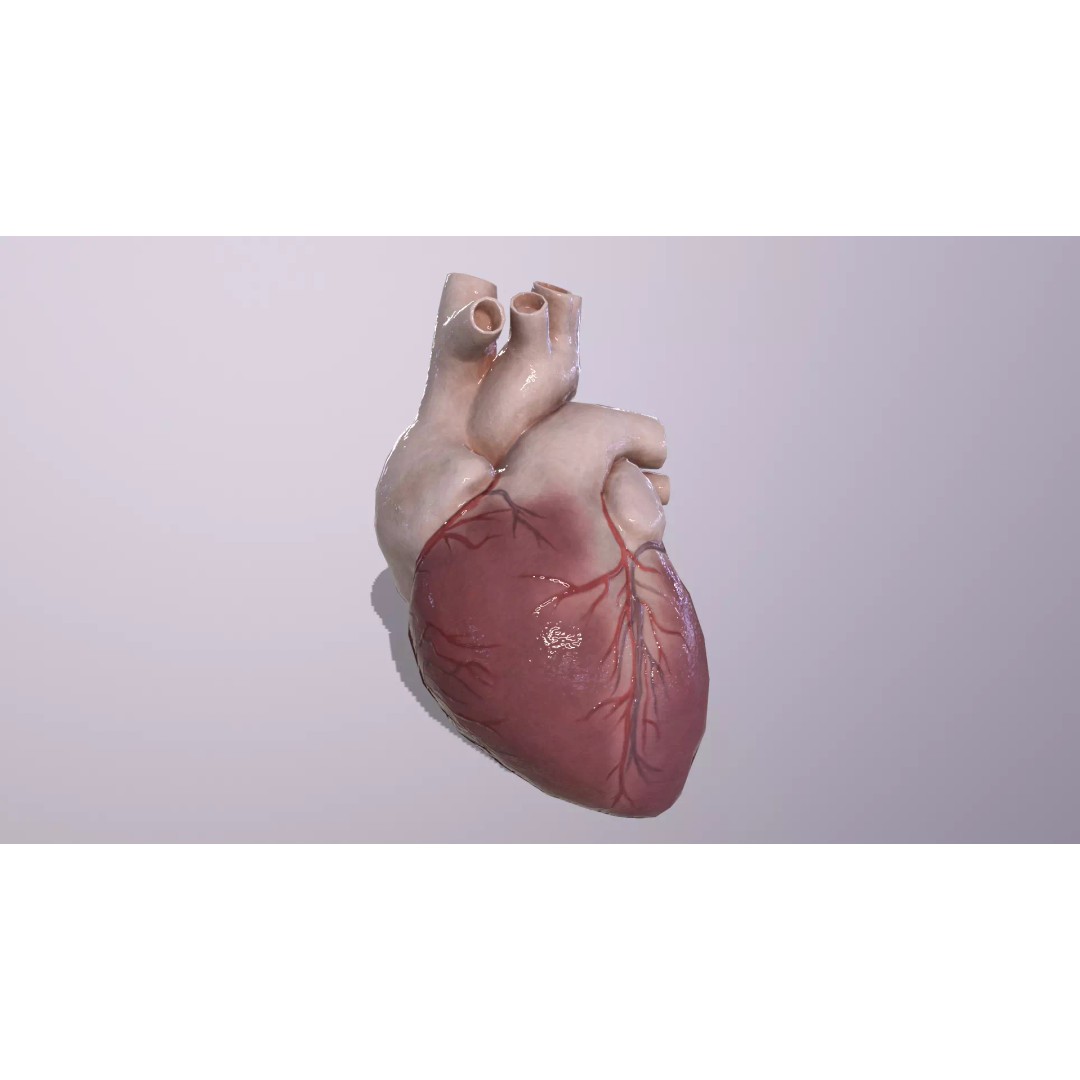 Heart 3D Model – Low Poly Anatomy Asset for VR/AR, FBX, OBJ - View 2