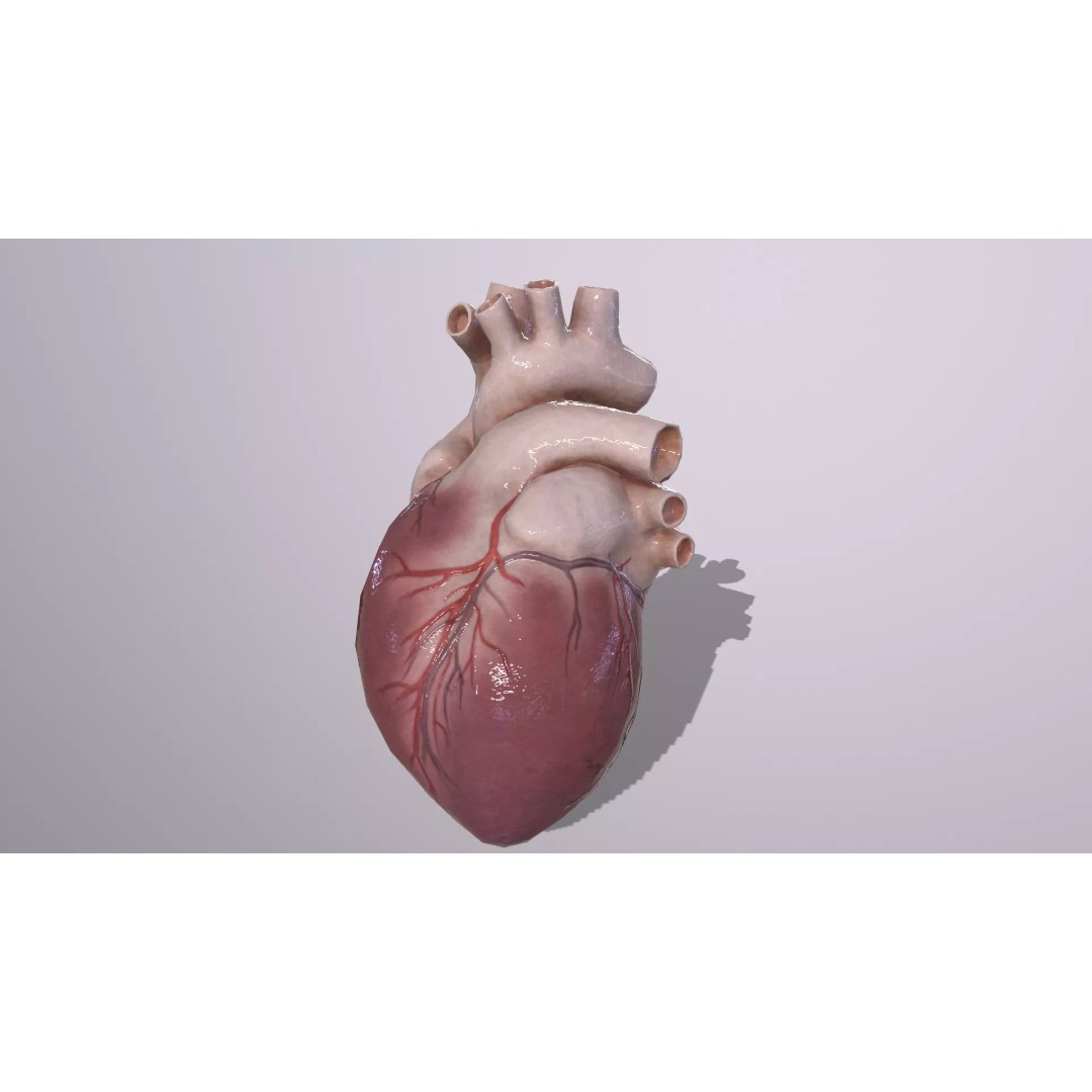 Heart 3D Model – Low Poly Anatomy Asset for VR/AR, FBX, OBJ - View 3