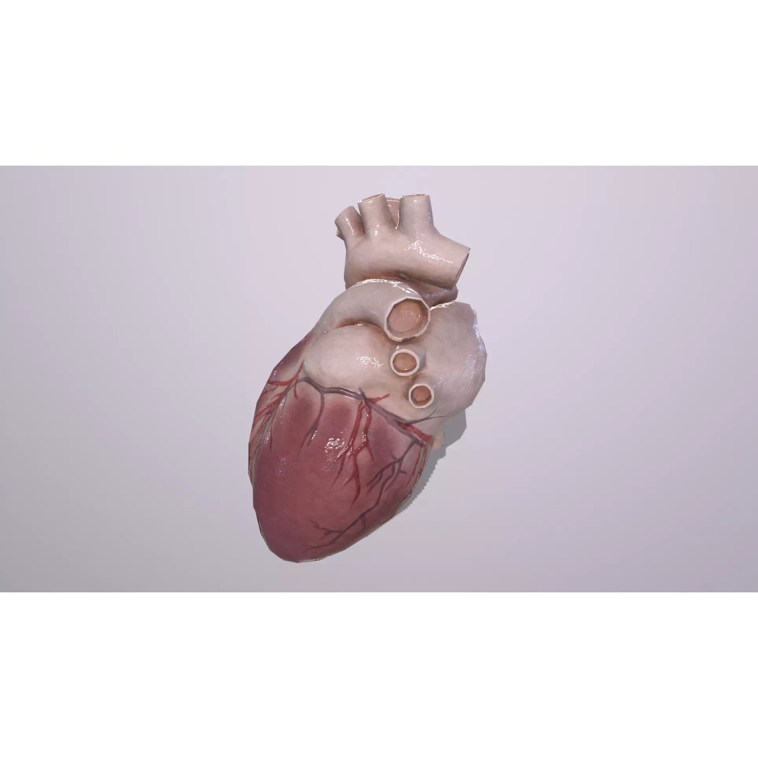 Heart 3D Model – Low Poly Anatomy Asset for VR/AR, FBX, OBJ - View 4
