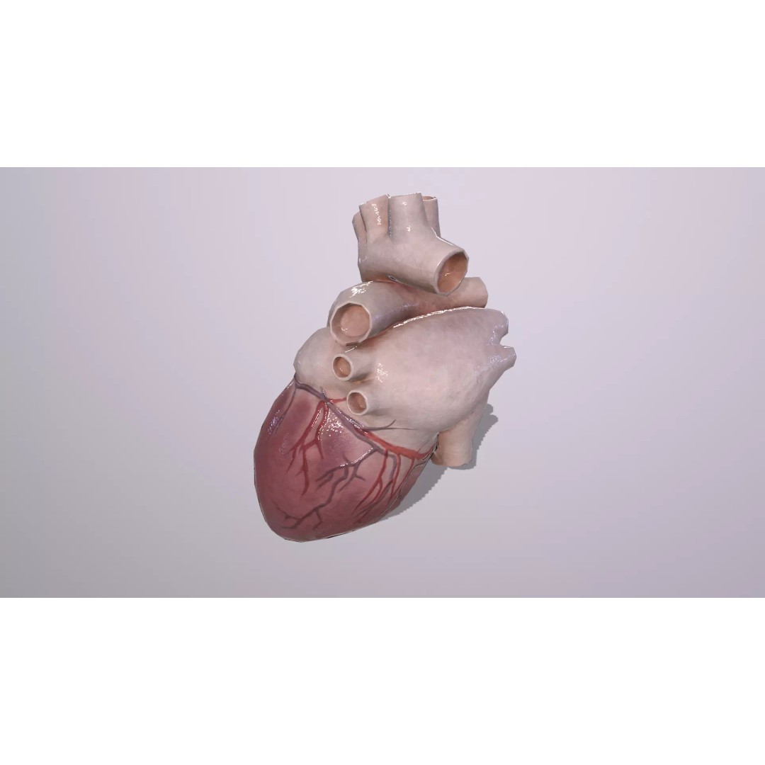 Heart 3D Model – Low Poly Anatomy Asset for VR/AR, FBX, OBJ - View 5