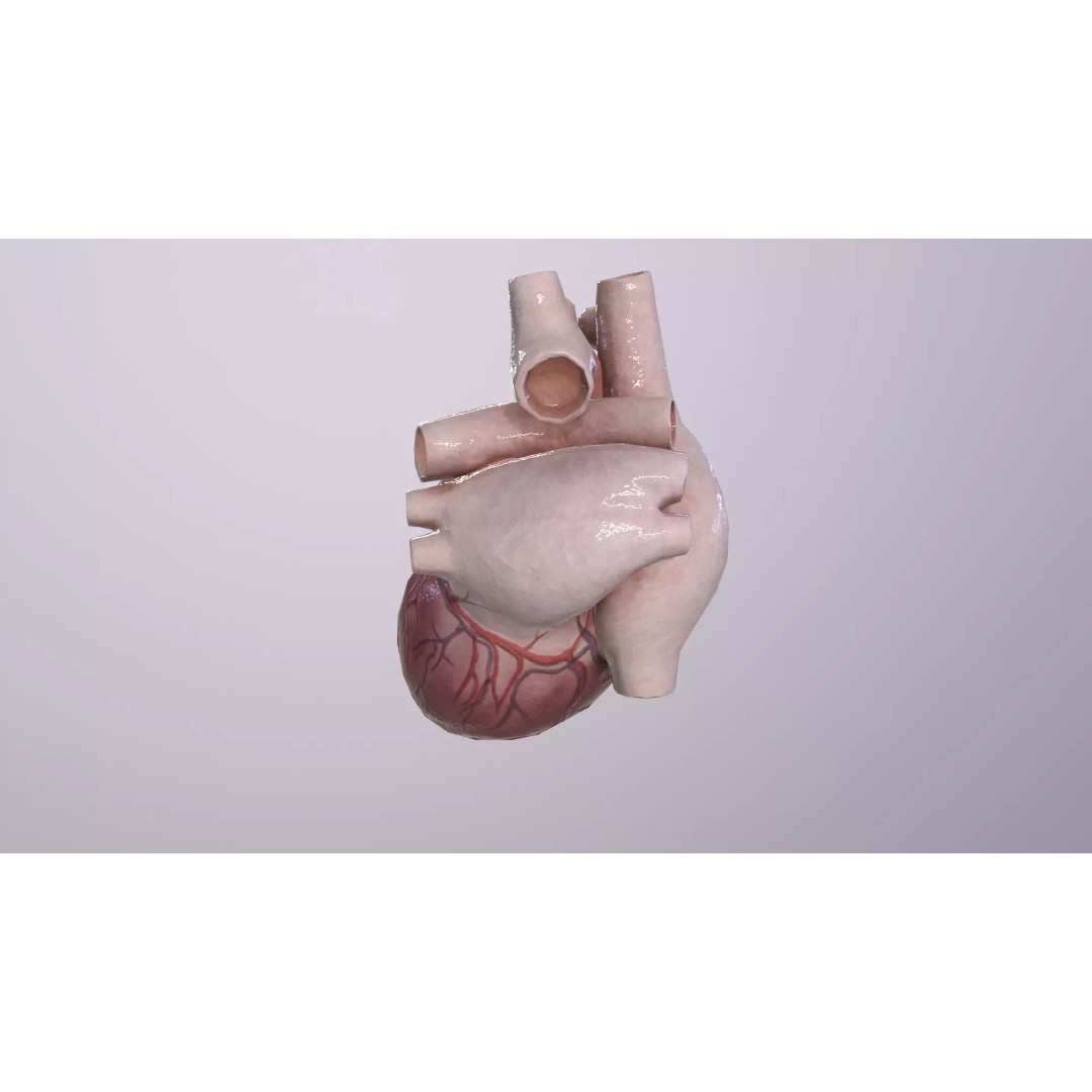 Heart 3D Model – Low Poly Anatomy Asset for VR/AR, FBX, OBJ - View 6