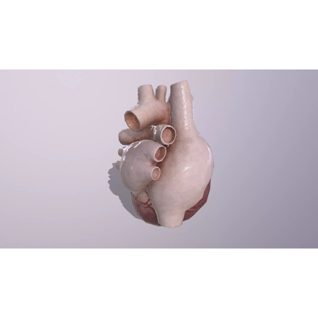 Heart 3D Model – Low Poly Anatomy Asset for VR/AR, FBX, OBJ - View 7