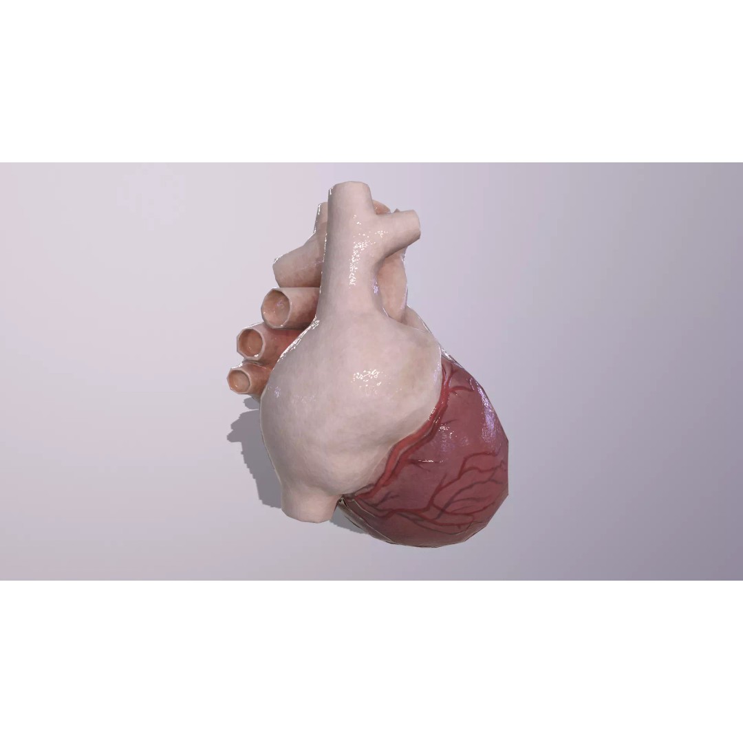 Heart 3D Model – Low Poly Anatomy Asset for VR/AR, FBX, OBJ - View 8