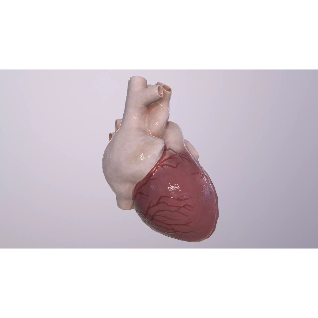 Heart 3D Model – Low Poly Anatomy Asset for VR/AR, FBX, OBJ - View 9