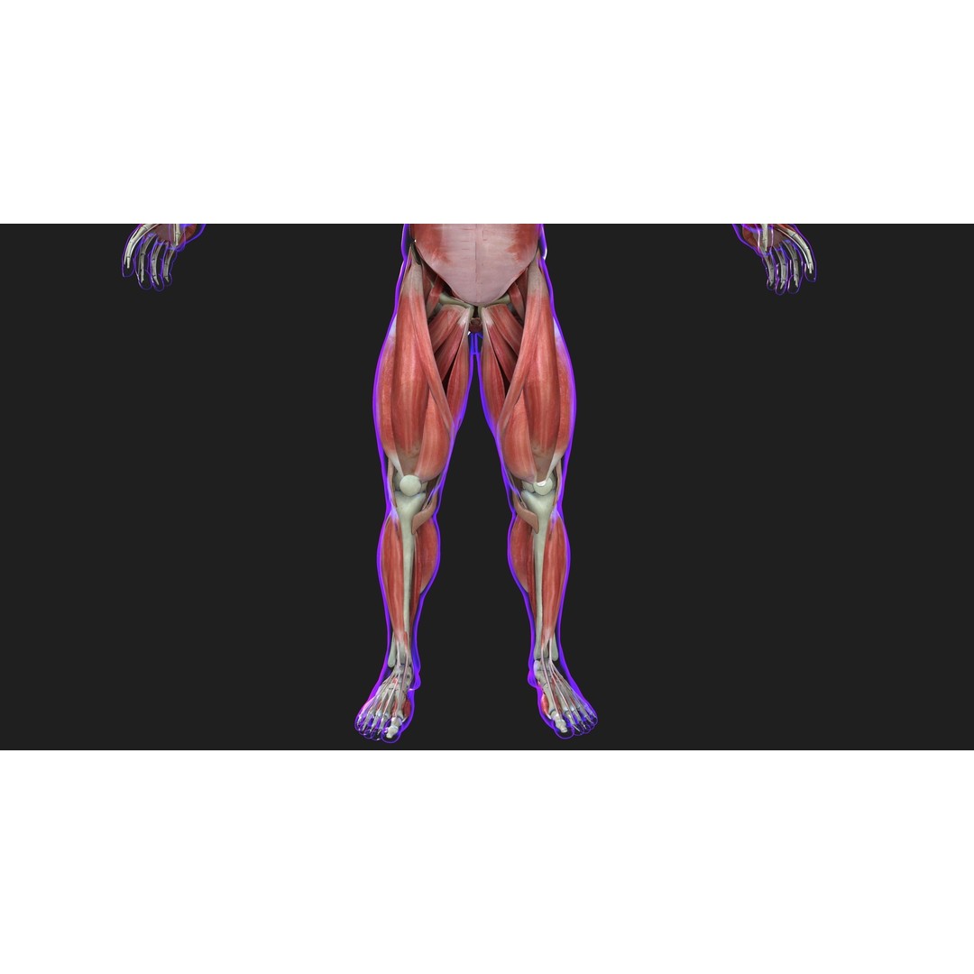 Full Human Muscle Anatomy 3D Model – Medical Edition with Realistic Textures - View 10