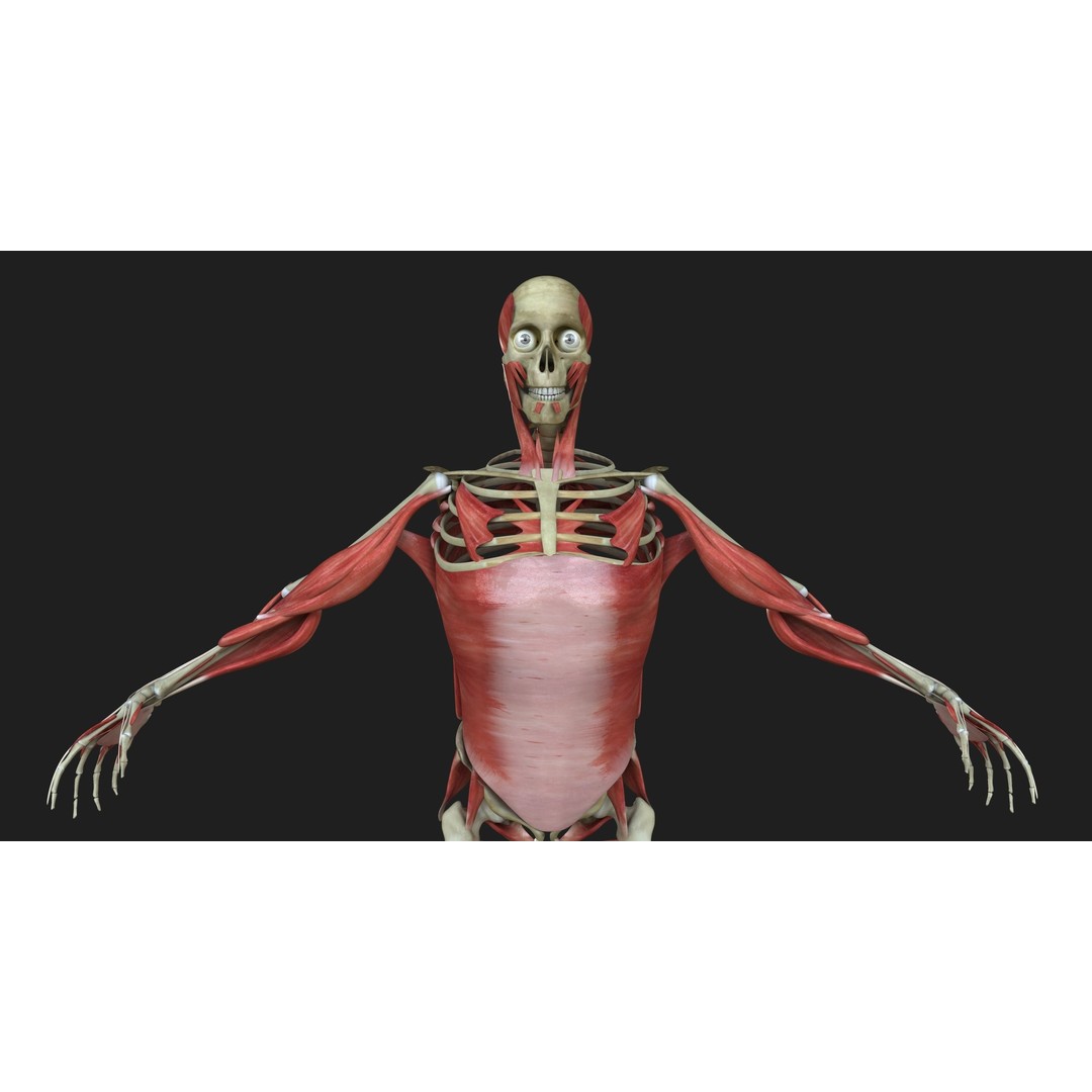 Full Human Muscle Anatomy 3D Model – Medical Edition with Realistic Textures - View 12