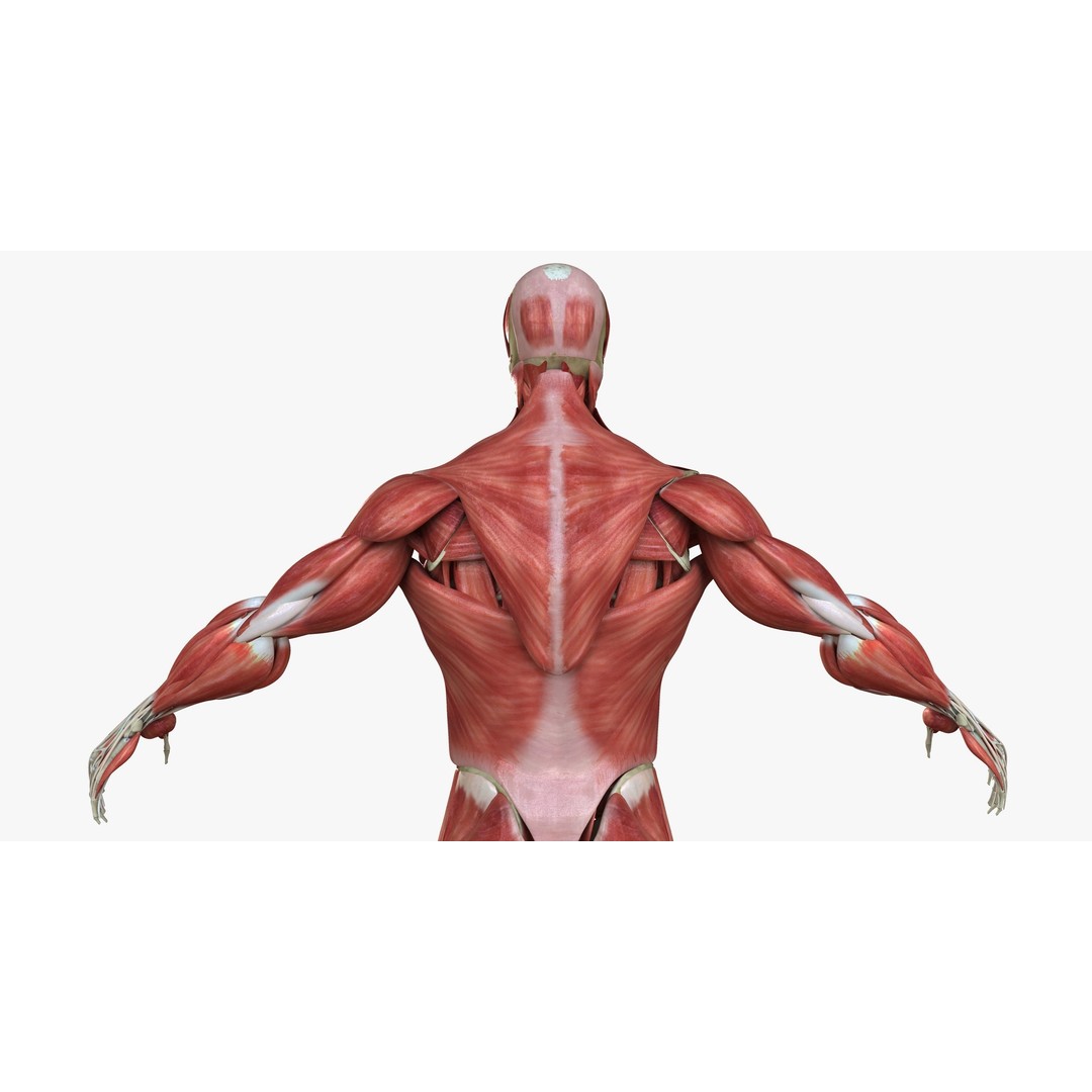 Full Human Muscle Anatomy 3D Model – Medical Edition with Realistic Textures - View 13