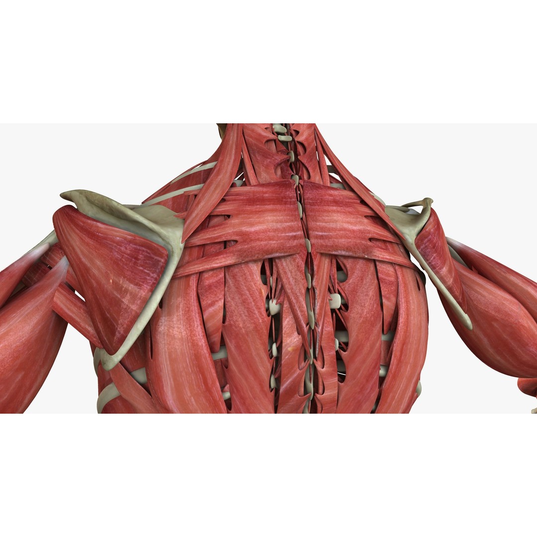 Full Human Muscle Anatomy 3D Model – Medical Edition with Realistic Textures - View 15