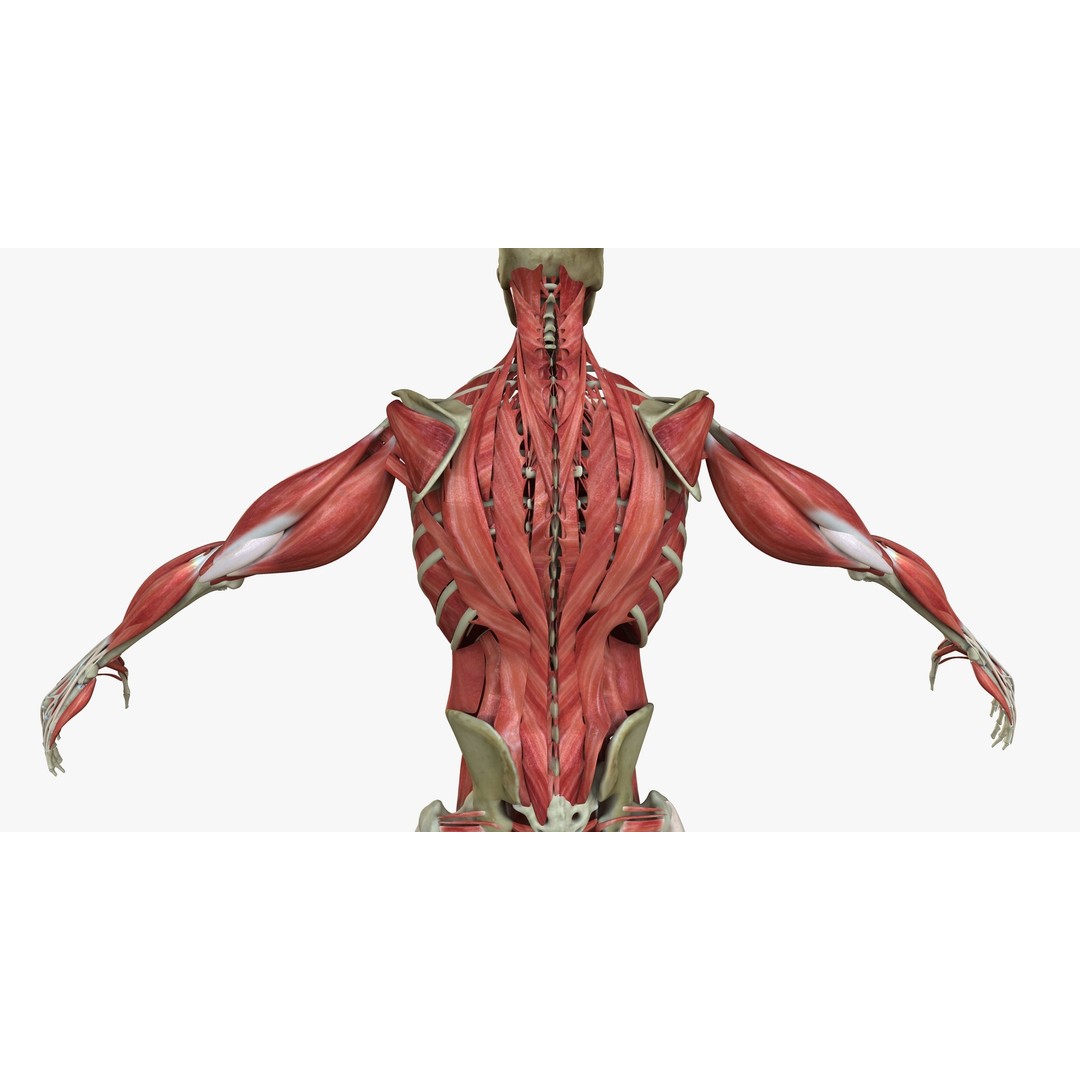 Full Human Muscle Anatomy 3D Model – Medical Edition with Realistic Textures - View 16