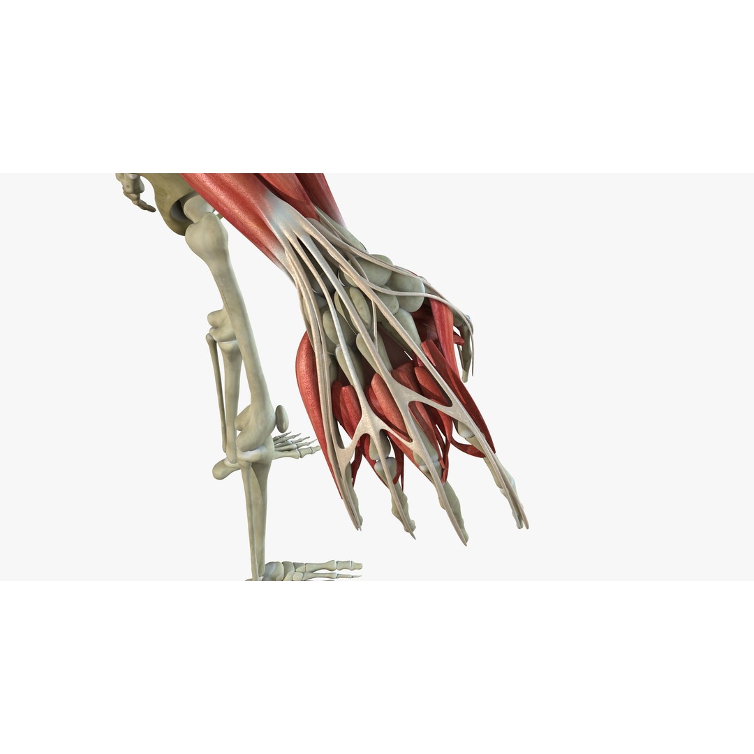 Full Human Muscle Anatomy 3D Model – Medical Edition with Realistic Textures - View 17