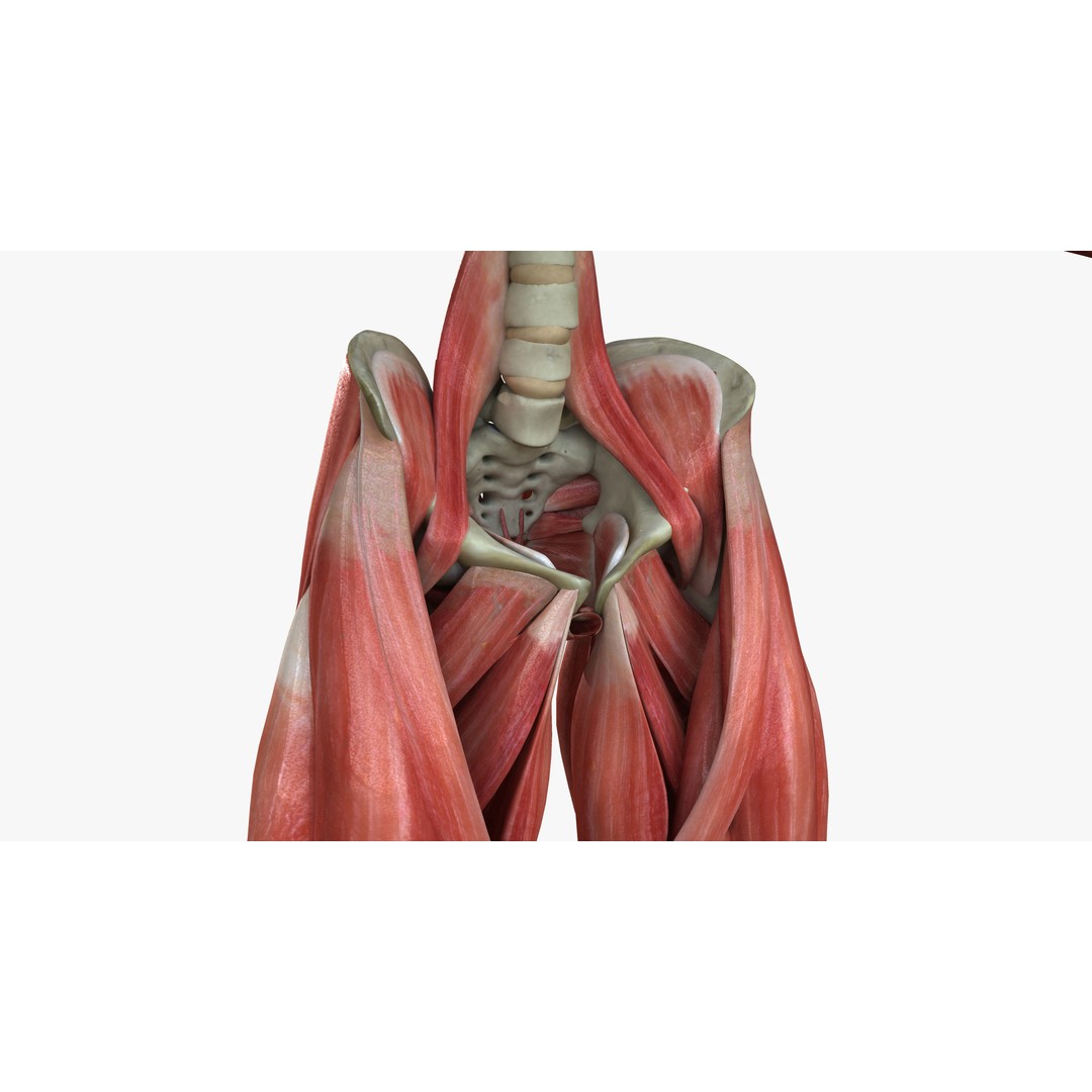 Full Human Muscle Anatomy 3D Model – Medical Edition with Realistic Textures - View 19