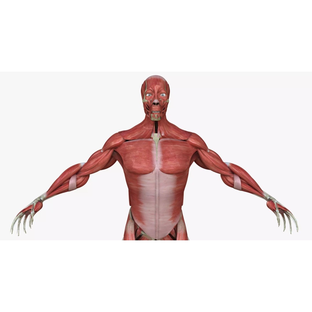 Full Human Muscle Anatomy 3D Model – Medical Edition with Realistic Textures - View 2