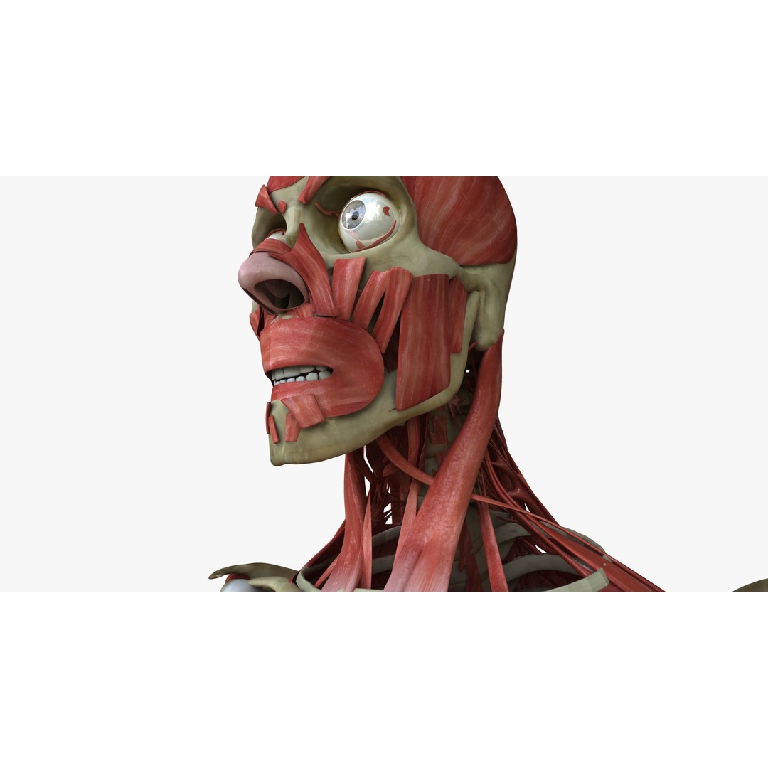 Full Human Muscle Anatomy 3D Model – Medical Edition with Realistic Textures - View 20