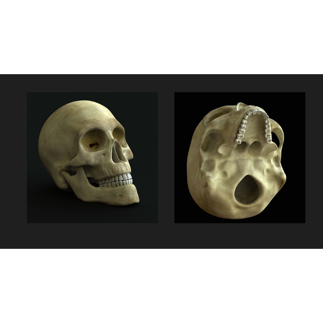 Full Human Muscle Anatomy 3D Model – Medical Edition with Realistic Textures - View 21
