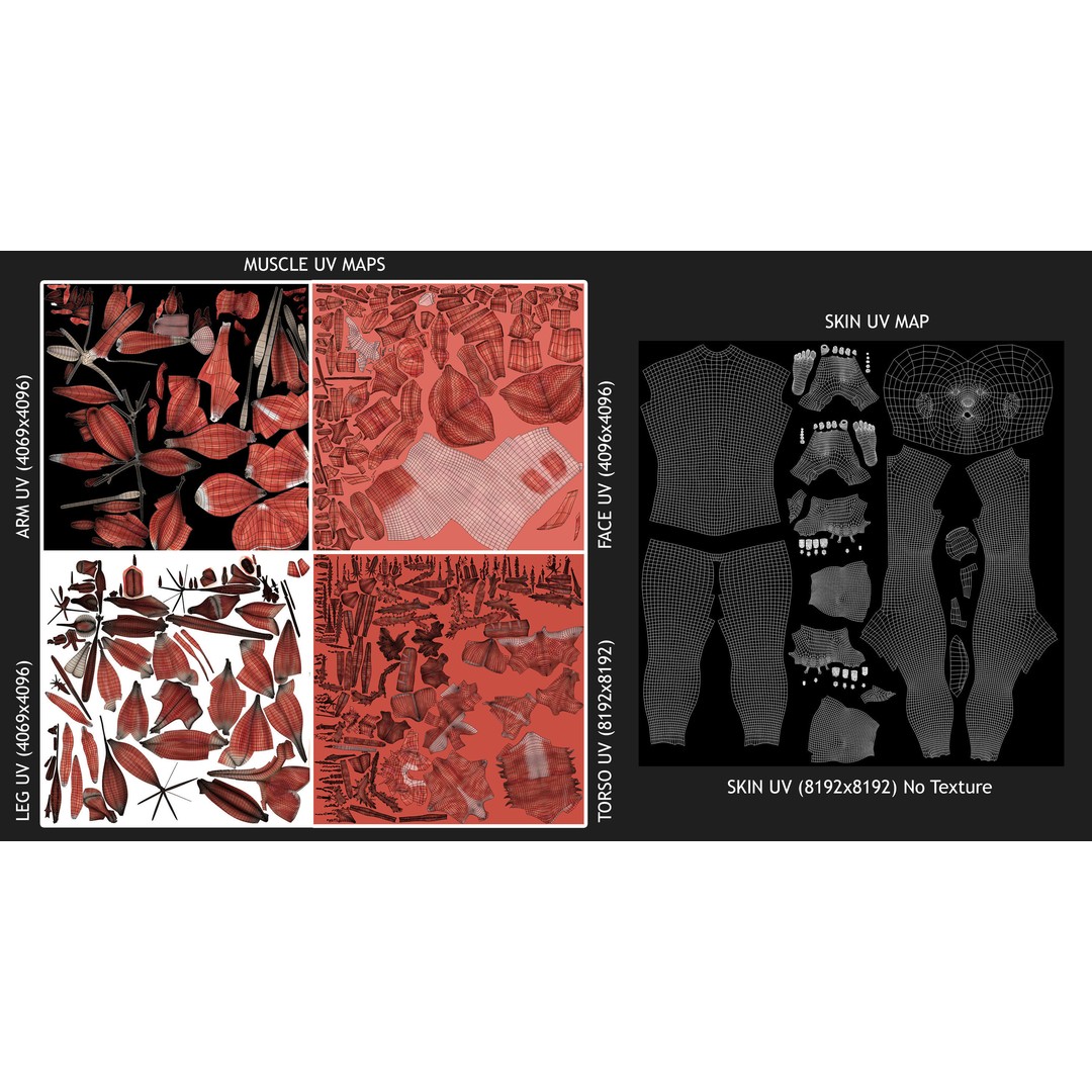 Full Human Muscle Anatomy 3D Model – Medical Edition with Realistic Textures - View 22