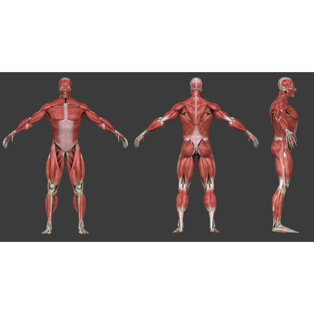 Full Human Muscle Anatomy 3D Model – Medical Edition with Realistic Textures - View 3