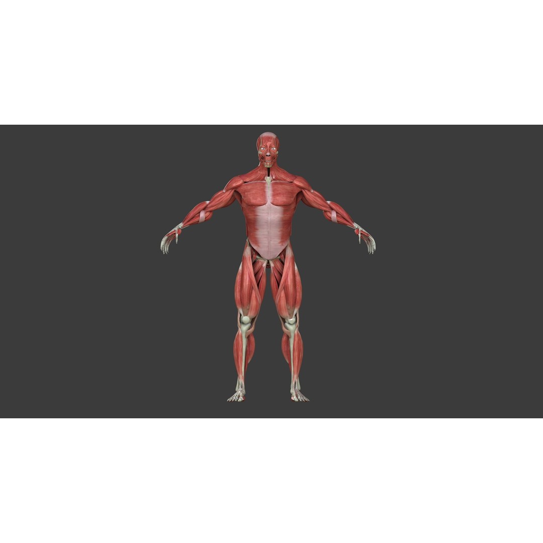 Full Human Muscle Anatomy 3D Model – Medical Edition with Realistic Textures - View 4