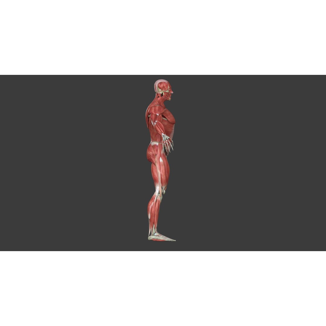 Full Human Muscle Anatomy 3D Model – Medical Edition with Realistic Textures - View 5