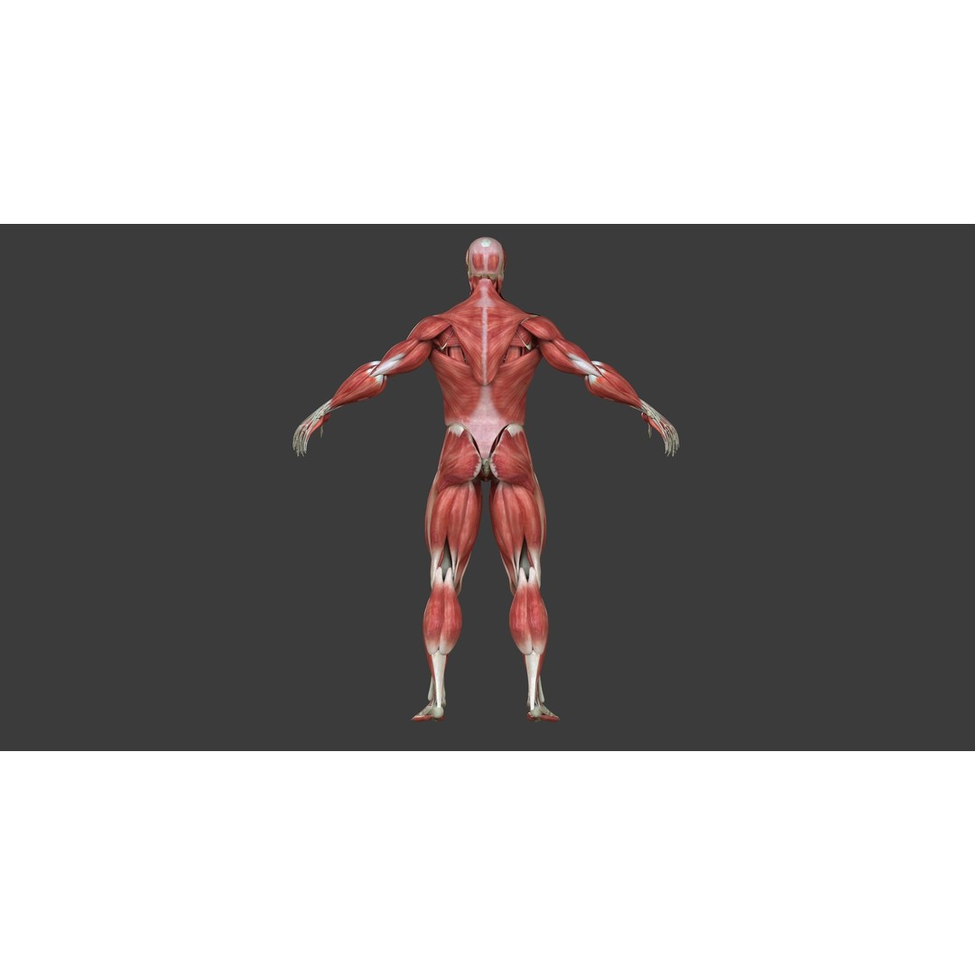 Full Human Muscle Anatomy 3D Model – Medical Edition with Realistic Textures - View 6