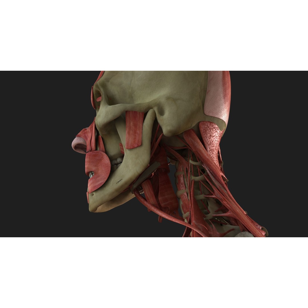 Full Human Muscle Anatomy 3D Model – Medical Edition with Realistic Textures - View 9