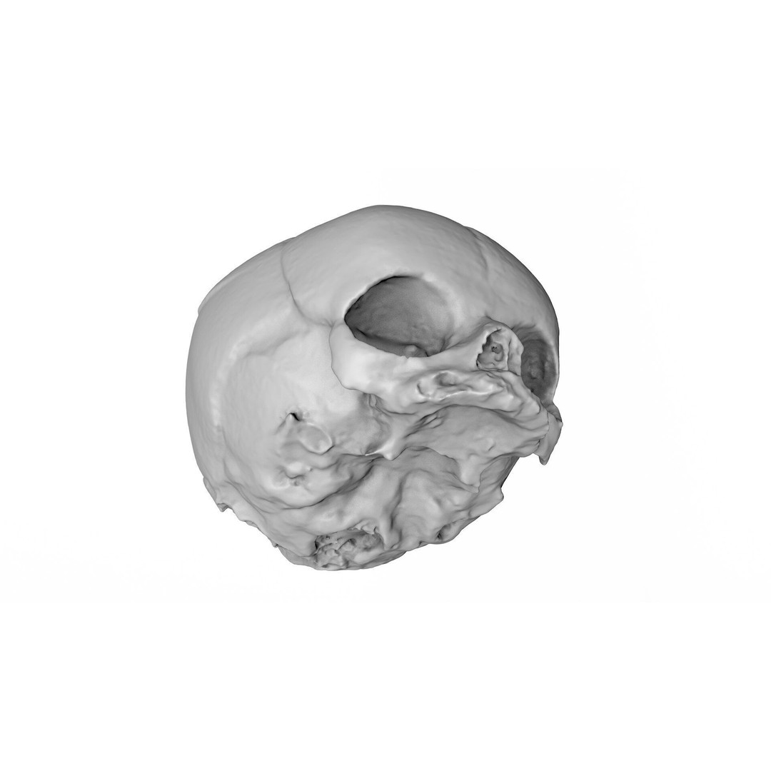 Fetus Skull 3D Model – High Poly Photogrammetry Scan, OBJ, FBX - View 10