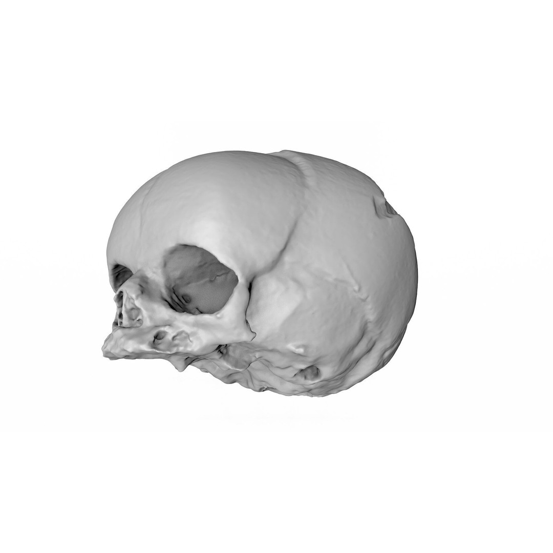 Fetus Skull 3D Model – High Poly Photogrammetry Scan, OBJ, FBX - View 11