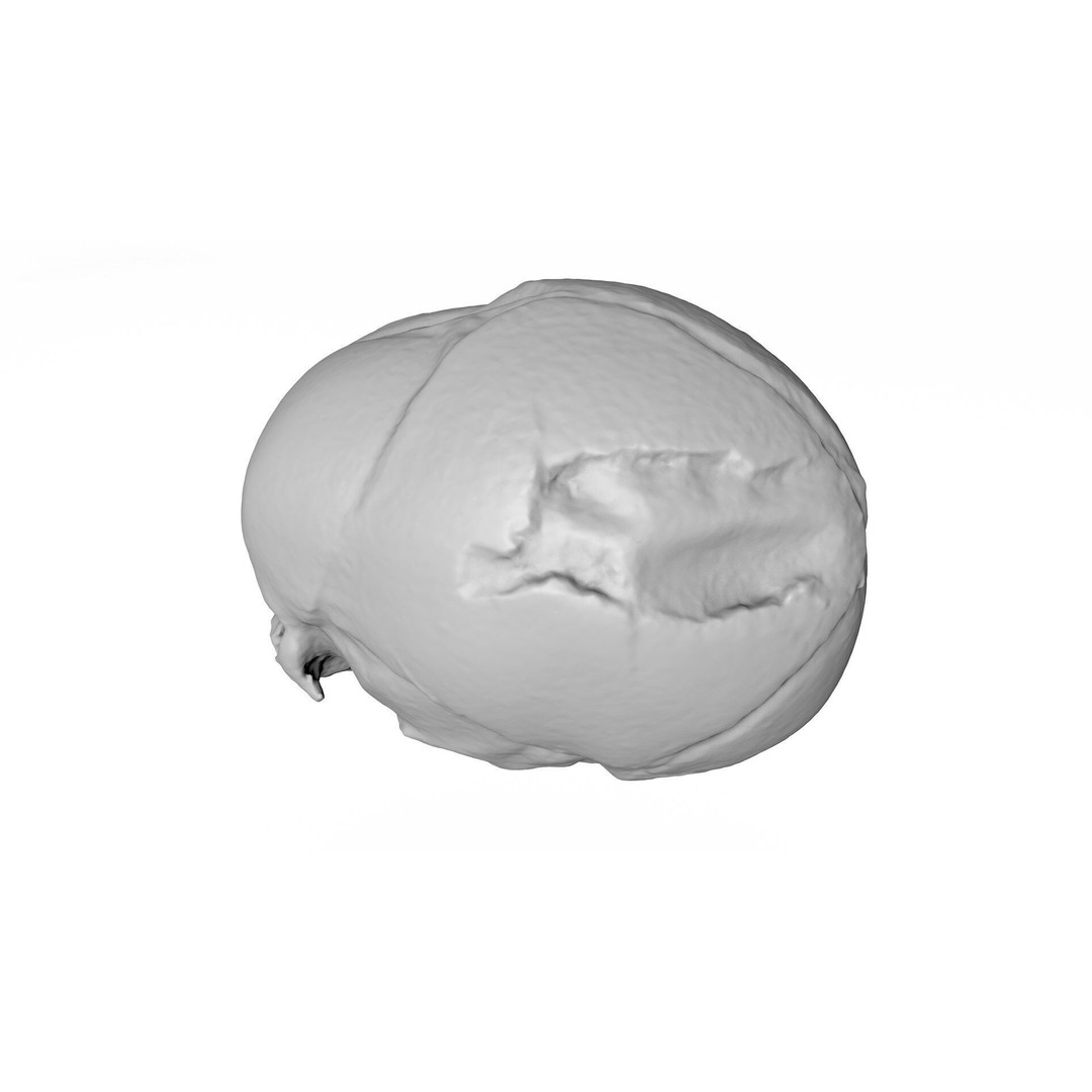 Fetus Skull 3D Model – High Poly Photogrammetry Scan, OBJ, FBX - View 12