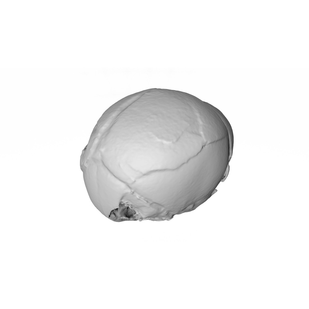 Fetus Skull 3D Model – High Poly Photogrammetry Scan, OBJ, FBX - View 13