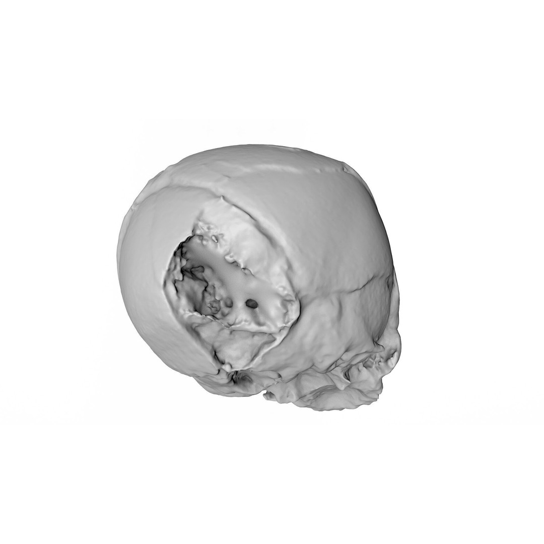 Fetus Skull 3D Model – High Poly Photogrammetry Scan, OBJ, FBX - View 14