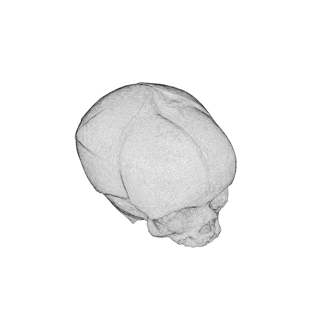 Fetus Skull 3D Model – High Poly Photogrammetry Scan, OBJ, FBX - View 15