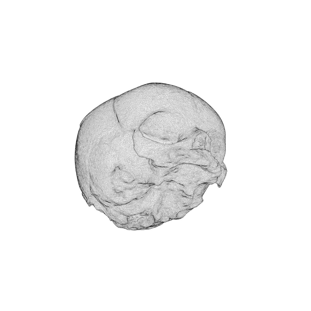 Fetus Skull 3D Model – High Poly Photogrammetry Scan, OBJ, FBX - View 16
